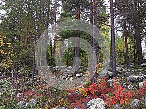 Autumn forest in Lulea, Sweden photo
