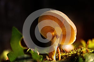 Autumn in forest, mashroom season