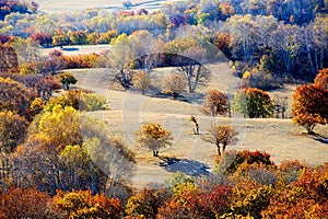 The autumn forest on the meadow