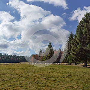 Autumn forest meadow, with grazing sheep herd in distance, coniferous trees background - typical Slovak landscape of Liptov region