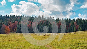 Autumn forest meadow, with grazing sheep herd in distance, coniferous trees background - typical Slovak landscape of Liptov region