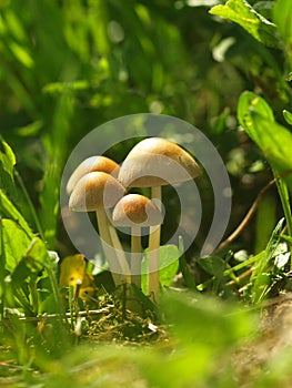 Autumn forest or meadowy mushrooms in grass. Beautiful closeup of forest mushrooms in garden. Gathering mushrooms. Ripe mushroom i