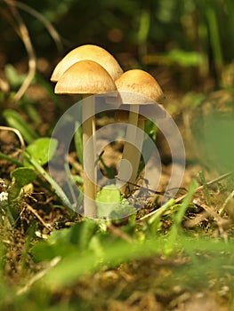 Autumn forest or meadowy mushrooms in grass. Beautiful closeup of forest mushrooms in garden. Gathering mushrooms. Ripe mushroom i