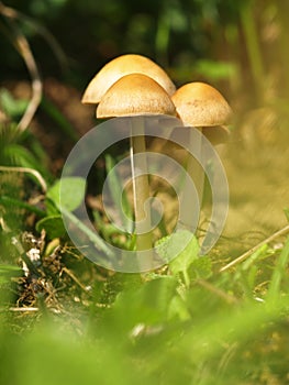 Autumn forest or meadowy mushrooms in grass. Beautiful closeup of forest mushrooms in garden. Gathering mushrooms. Ripe mushroom i