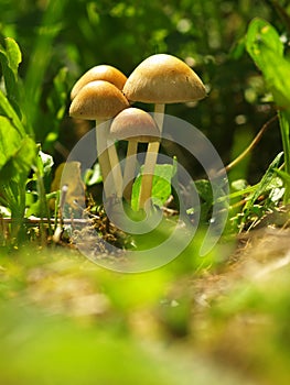 Autumn forest or meadowy mushrooms in grass. Beautiful closeup of forest mushrooms in garden. Gathering mushrooms. Ripe mushroom i