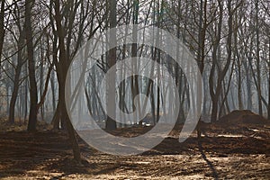 Autumn forest mist, mud on forest floor