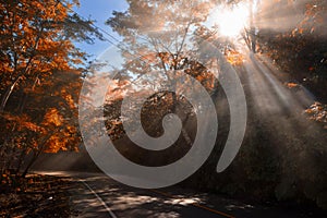 Autumn forest in misty street with rays light