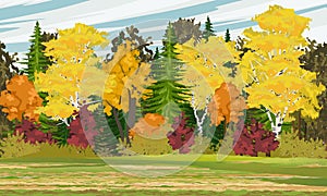 Autumn forest. Mixed forest with spruce, birch, aspen, oak and other types of trees with bright autumn leaves