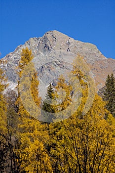 Autumn forest and mountain