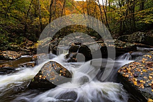 Autumn forest in Mountain State Park