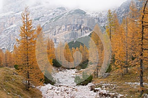 Autumn forest and mountains