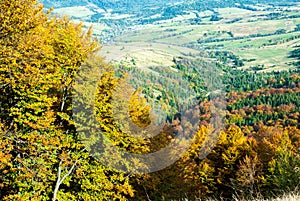 Autumn forest in mountains