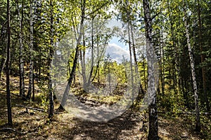 autumn in the forest in the mountains