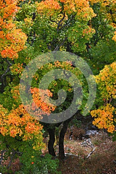 Autumn forest in the mountains high on a plateau.