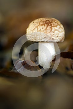 Autumn forest mushroom