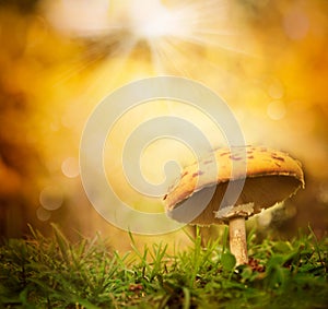 Autumn forest mushroom