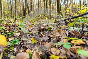 Autumn forest with mushrooms, fallen leaves and plants