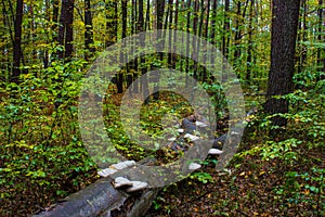 Autumn forest, mushrooms grow on a fallen tree. Beautiful autumn. Background.