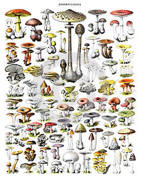 Autumn forest mushrooms scene. Autumn mushrooms view. Mushroom collection hand drawn illustrations. / Antique engraved illustratio