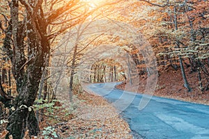 Autumn forest. Mystic charming enchanting landscape with a road in the autumn forest and fallen leaves on the sidewalk Colorful