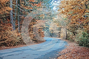 Autumn forest. Mystic charming enchanting landscape with a road in the autumn forest and fallen leaves on the sidewalk Colorful