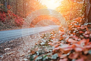 Autumn forest. Mystic charming enchanting landscape with a road in the autumn forest and fallen leaves on the sidewalk Colorful