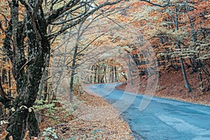 Autumn forest. Mystic charming enchanting landscape with a road in the autumn forest and fallen leaves on the sidewalk Colorful