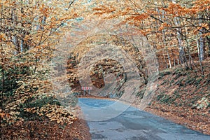 Autumn forest. Mystic charming enchanting landscape with a road in the autumn forest and fallen leaves on the sidewalk Colorful