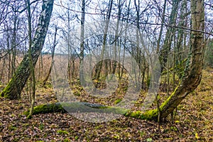 Autumn forest with naked birch trees in rainy day