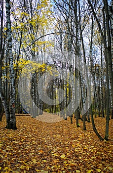 Autumn forest with almost naked trees landscape background