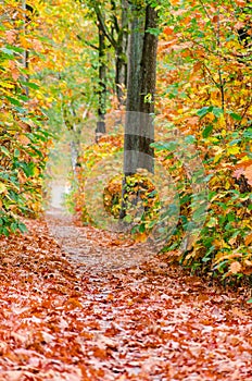 Autumn forest nature background. Autumn, fall forest. Path of red leaves towards light