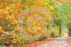 Autumn forest nature background. Autumn, fall forest. Path of red leaves towards light