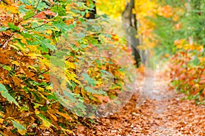 Autumn forest nature background. Autumn, fall forest. Path of red leaves towards light