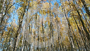 Autumn forest nature. Bright golden beech leaves against the blue sky on a sunny autumn day. Pan.