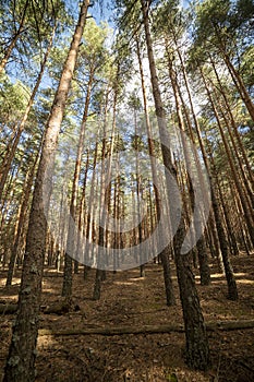 Otono Bosque naturaleza. bien manana en vistoso Bosque el sol rayos través de un árbol. luz de sol 