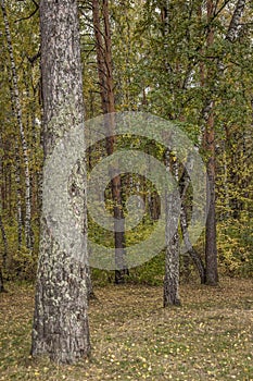 Autumn forest nature. Vivid morning in colorful forest with sun rays through branches of trees. Scenery of nature with sunlight