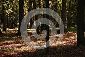 Autumn in the forest