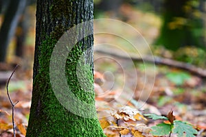 autumn forest in an oak forest with yellow leaves and sunlight, moss on the bark of a tree