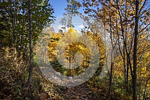 Autumn forest in October. Belianske Tatras. Slovakia