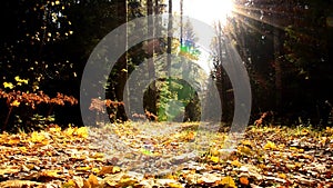 Autumn forest in October. Yellowed leaves of trees.