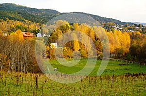 Autumn forest over grassland in Telemark, Norway