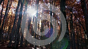 Autumn forest pan, lens flare