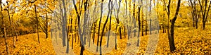 Jeseň les 