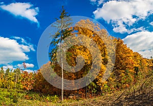 Autumn forest panorama