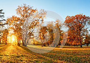 Autumn forest panorama in park