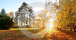 Autumn forest panorama in park