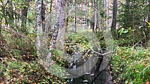 autumn forest panorama, stream with dark water in the foreground