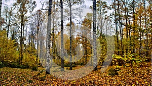 Autumn forest panorama at SÃ¶rknatten natural reserve