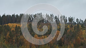 Autumn forest panorama. Yellowing foliage. Overcast