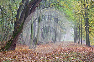 Autumn forest park in fog